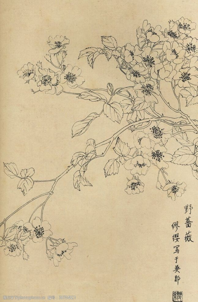 书线稿植物花草工笔画线稿图