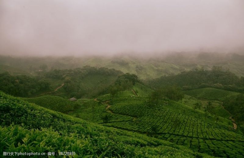 山水风光茶园