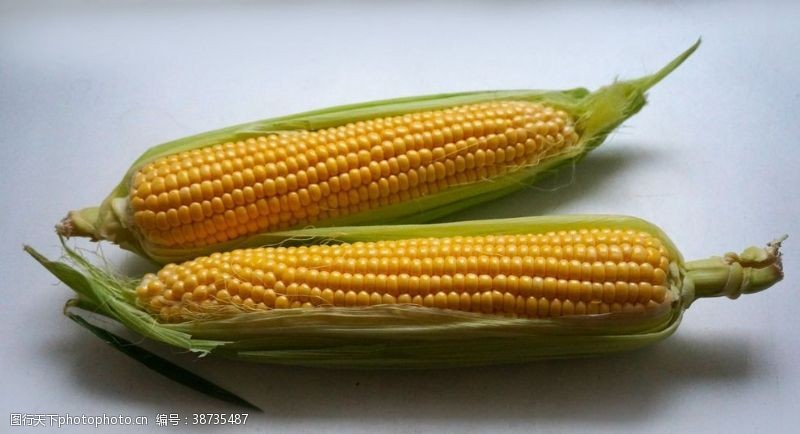 粮食耳朵玉米
