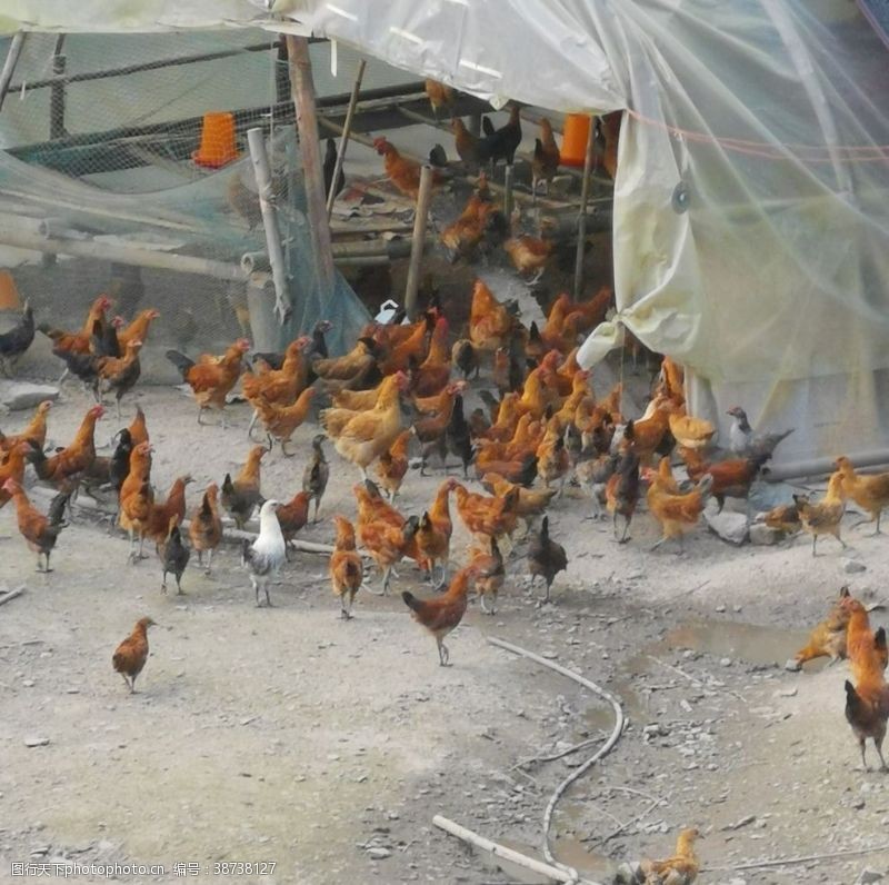 禽流感鸡场的鸡