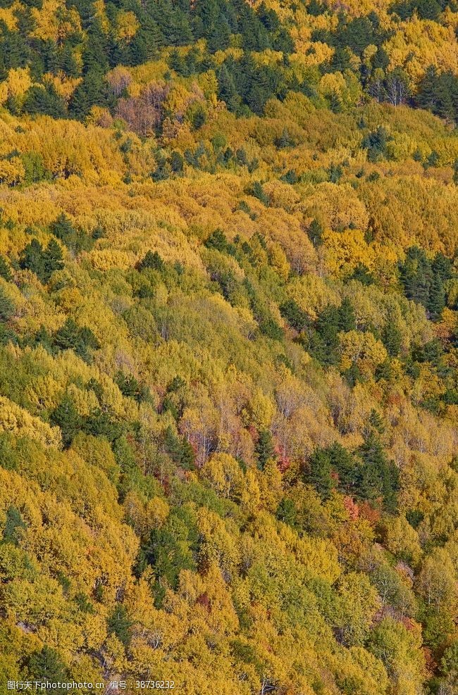 树叶背景秋季节景观
