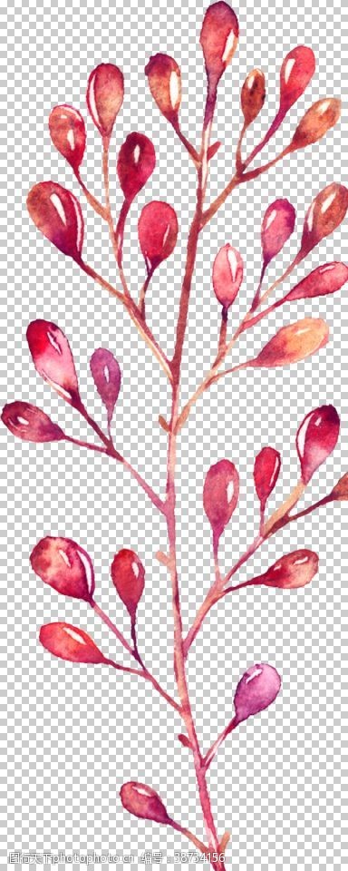 茶叶素材水彩手绘花卉花朵植物