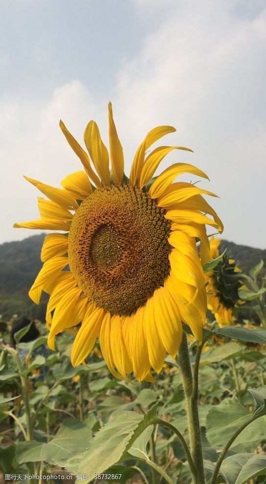 向日葵风景图图片免费下载 向日葵风景图素材 向日葵风景图模板 图行天下素材网