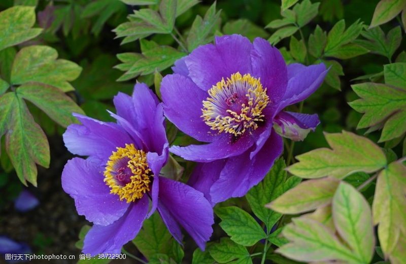 牡丹花旅游紫色牡丹