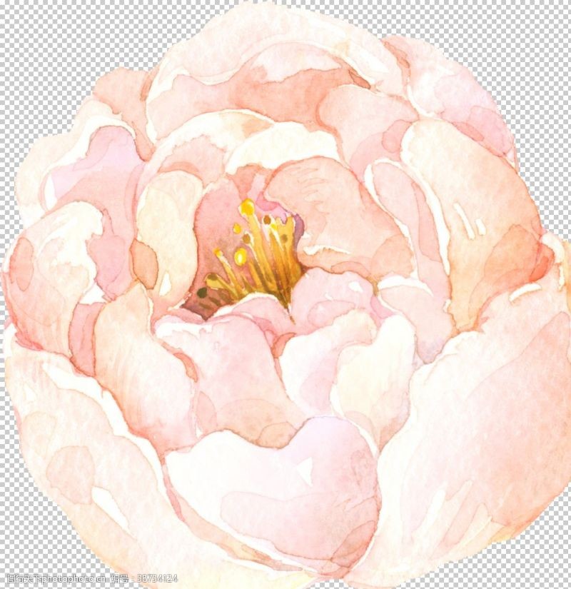 茶叶素材水彩手绘花卉花朵植物