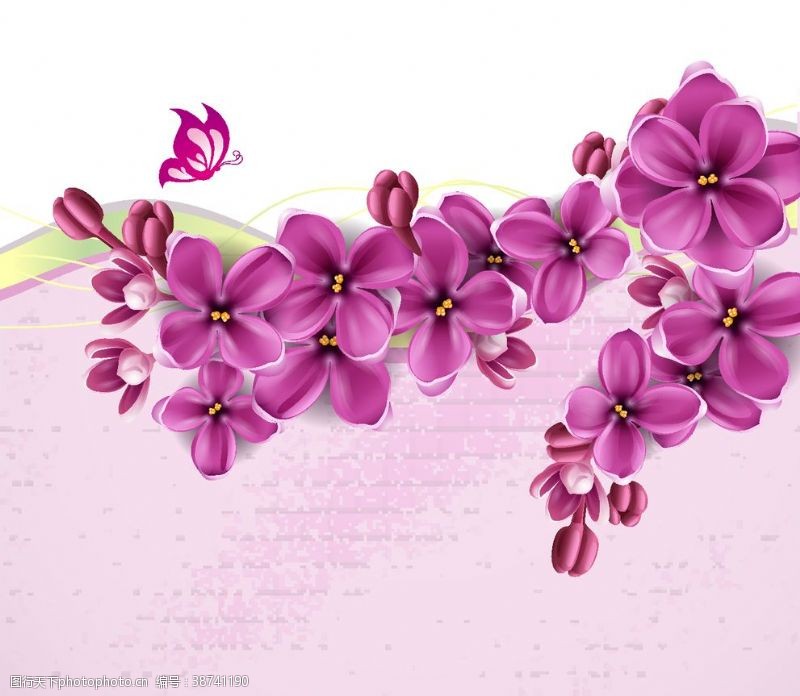 紫罗兰背景紫罗兰花