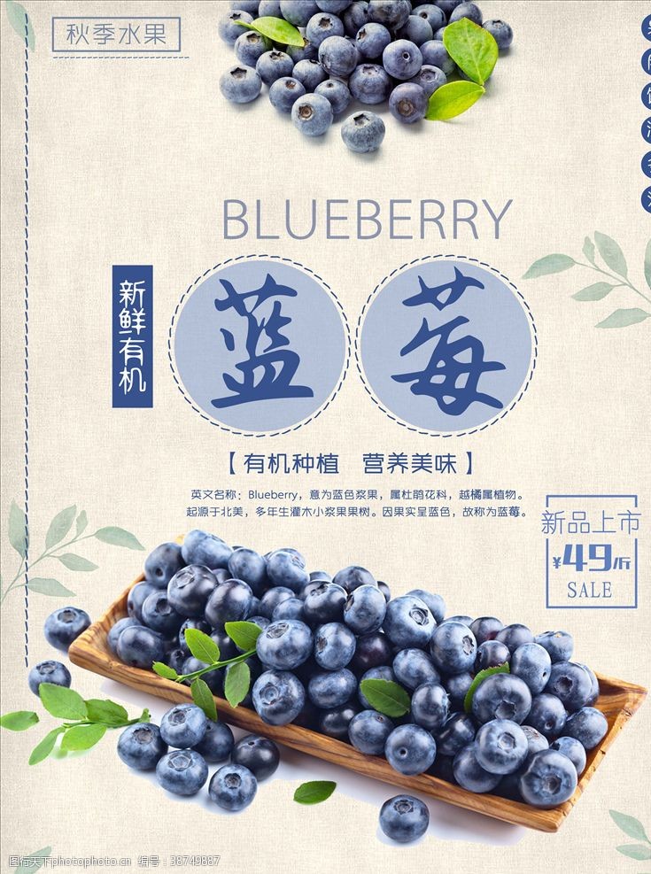 文化展架蓝莓