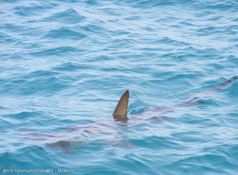 热带鲨鱼
