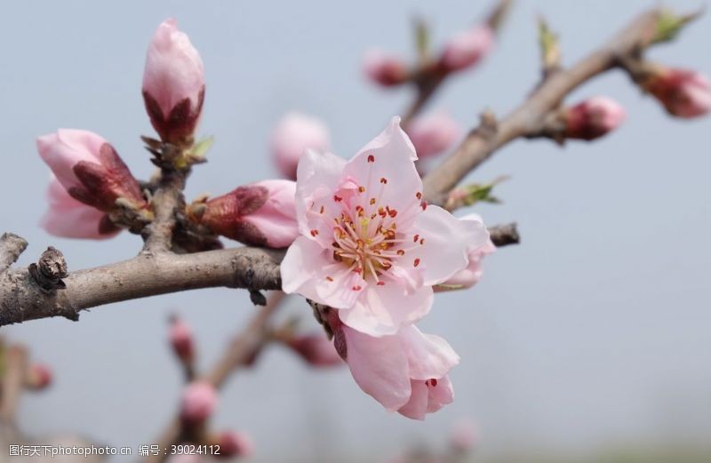 美丽春天桃花图片