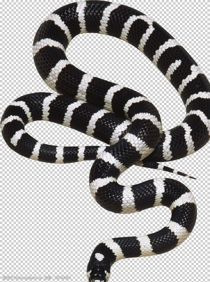 蟒蛇自然动物蛇图案