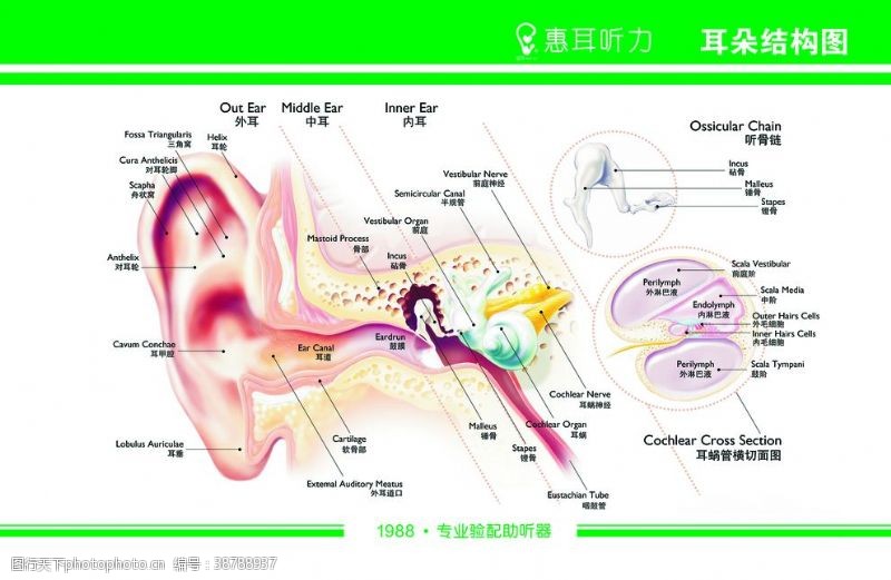 耳朵结构图片免费下载 耳朵结构素材 耳朵结构模板 图行天下素材网