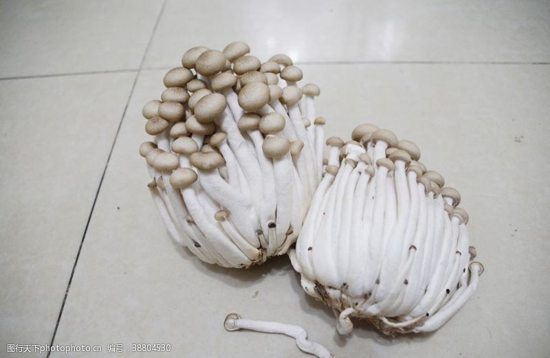 蘑菇真菌海鲜菇