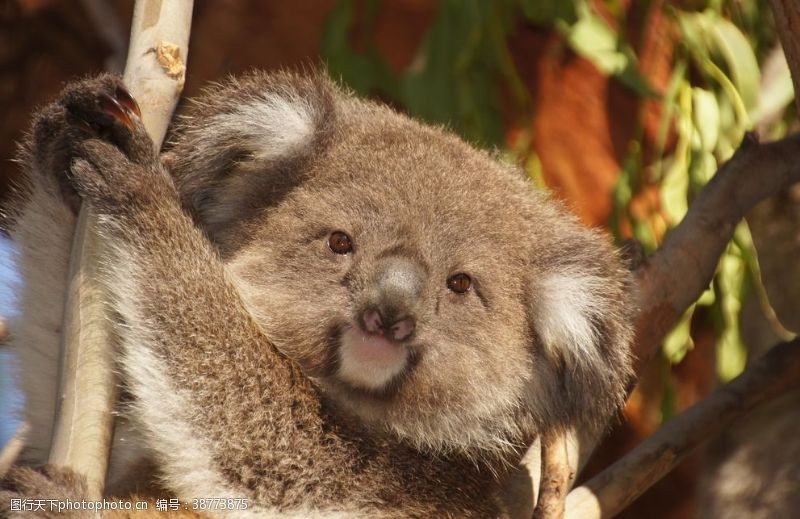 澳大利亚考拉树懒熊