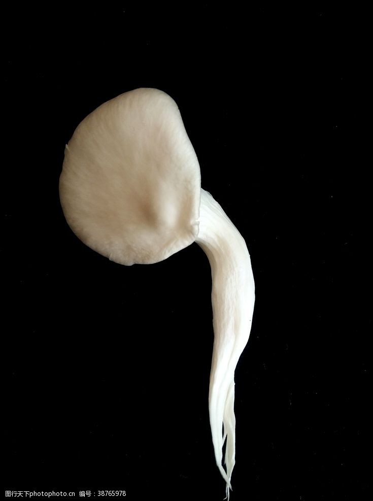 菇类平菇食用蘑菇新鲜菌类营养