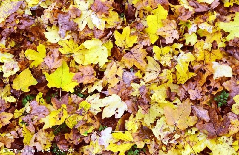 木板背景秋天的落叶