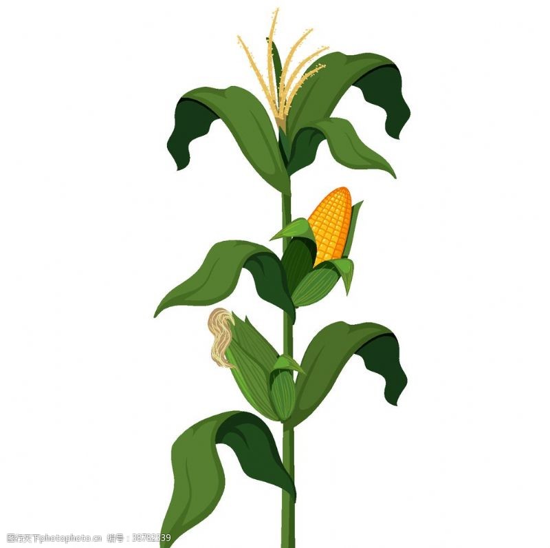 种子包装设计手绘玉米