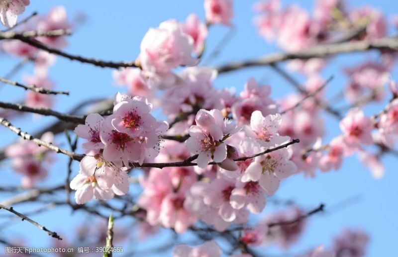 美丽春天桃花图片