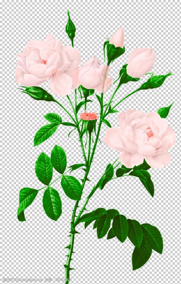 粉玫瑰鲜花素材
