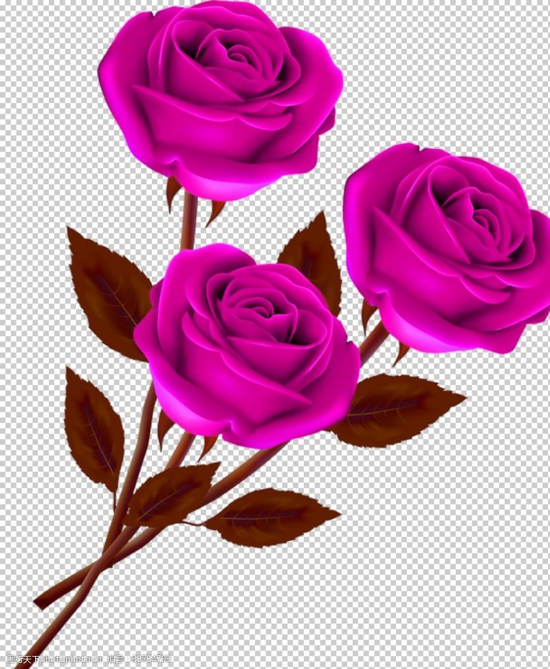 玫瑰花鲜花素材