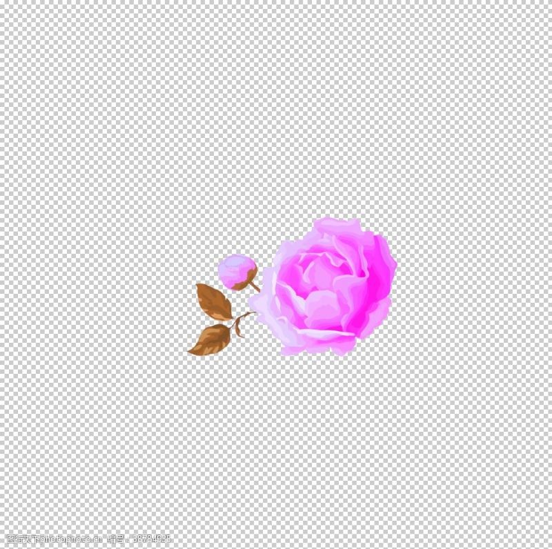 粉玫瑰鲜花素材