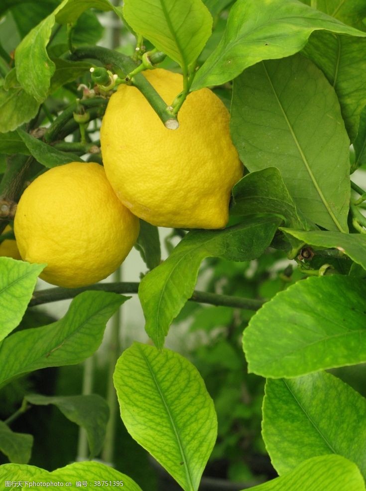 热带新鲜水果柠檬