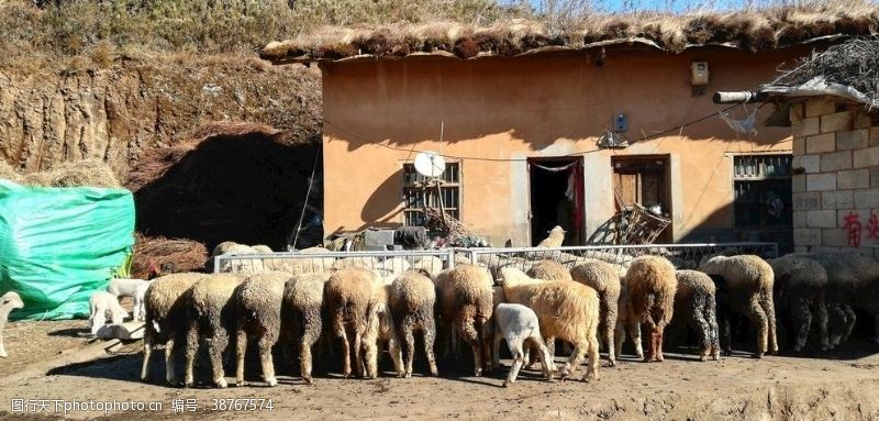 羊庄羊群畜牧图片