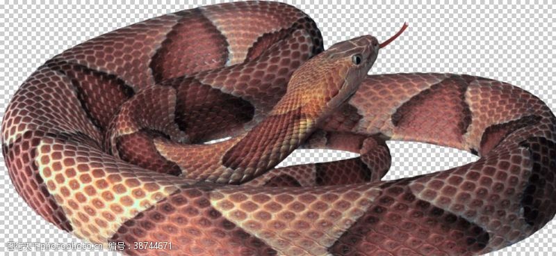 蟒蛇自然动物蛇图案