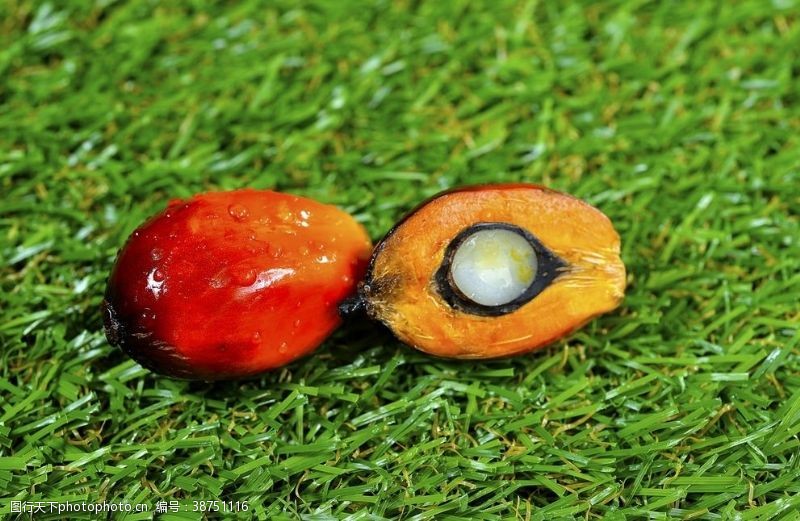 热带棕榈油水果