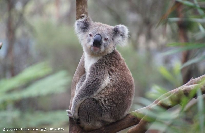 澳大利亚考拉树懒熊