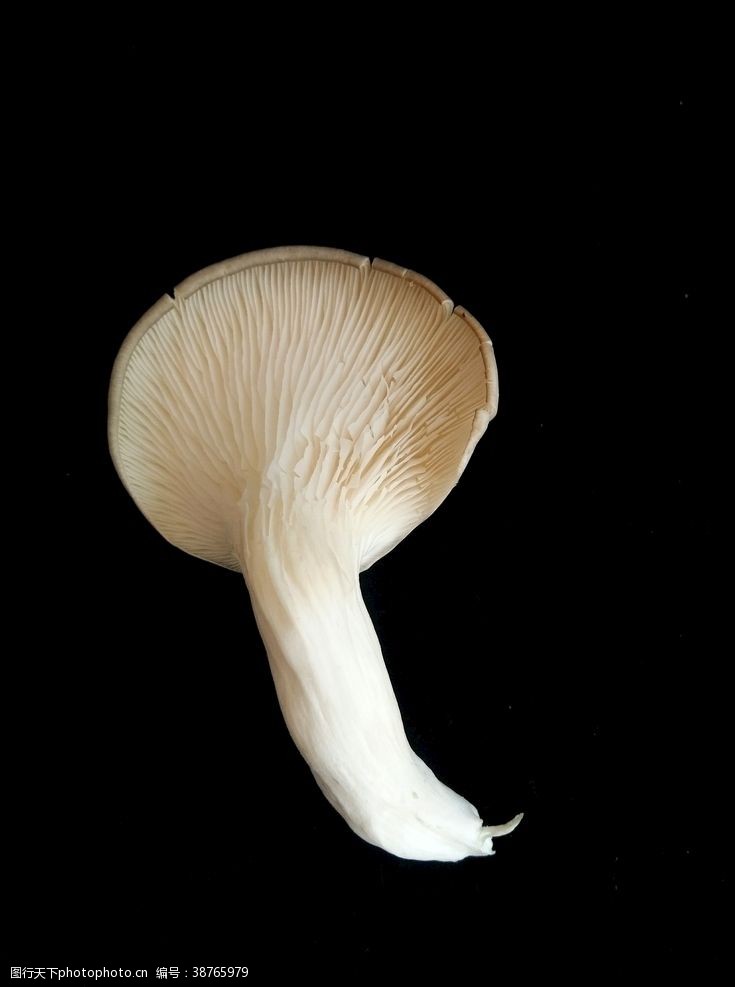 菇类平菇食用蘑菇新鲜菌类营养