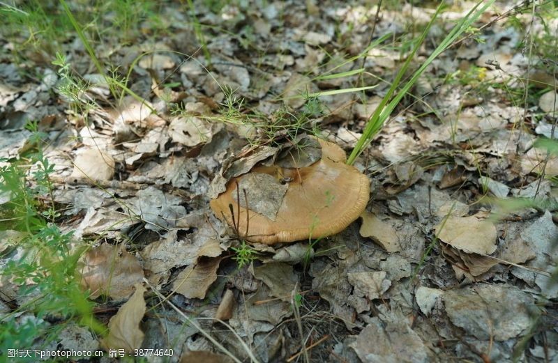 蘑菇特产杨树蘑