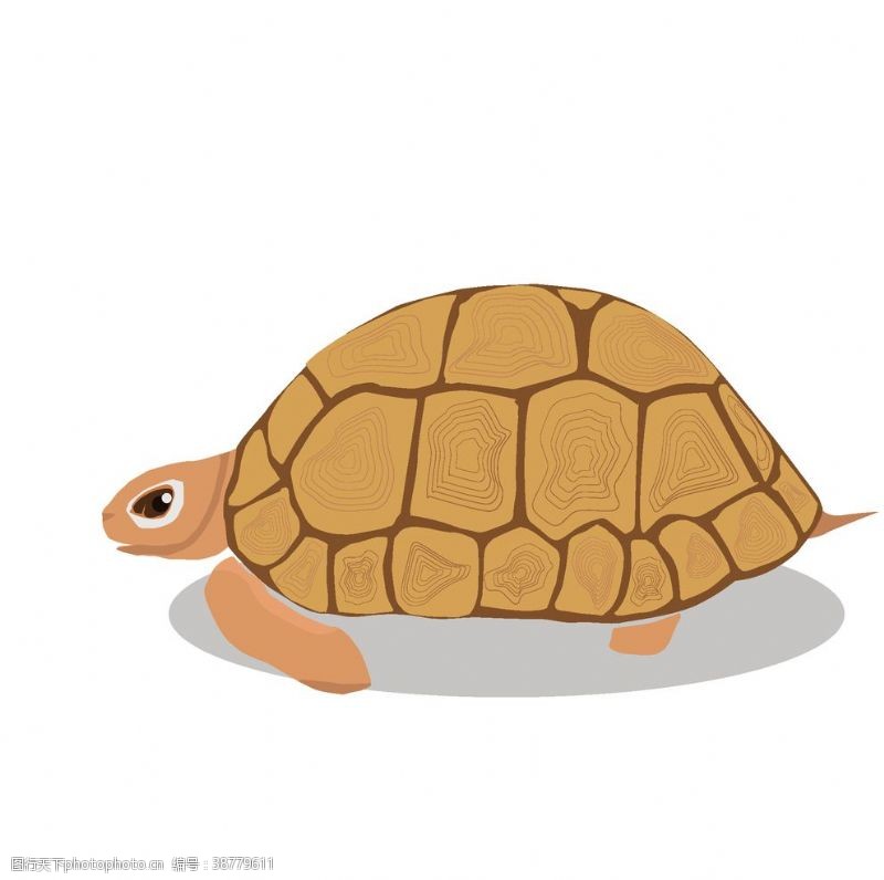 海洋生命卡通乌龟
