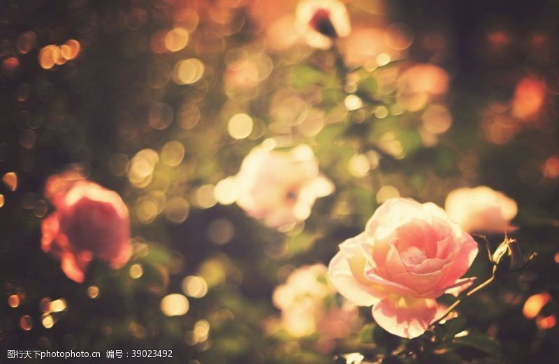 黄刺玫玫瑰花图片