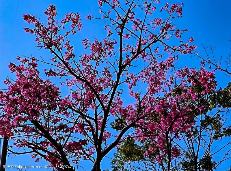 新鲜空气树木鲜花