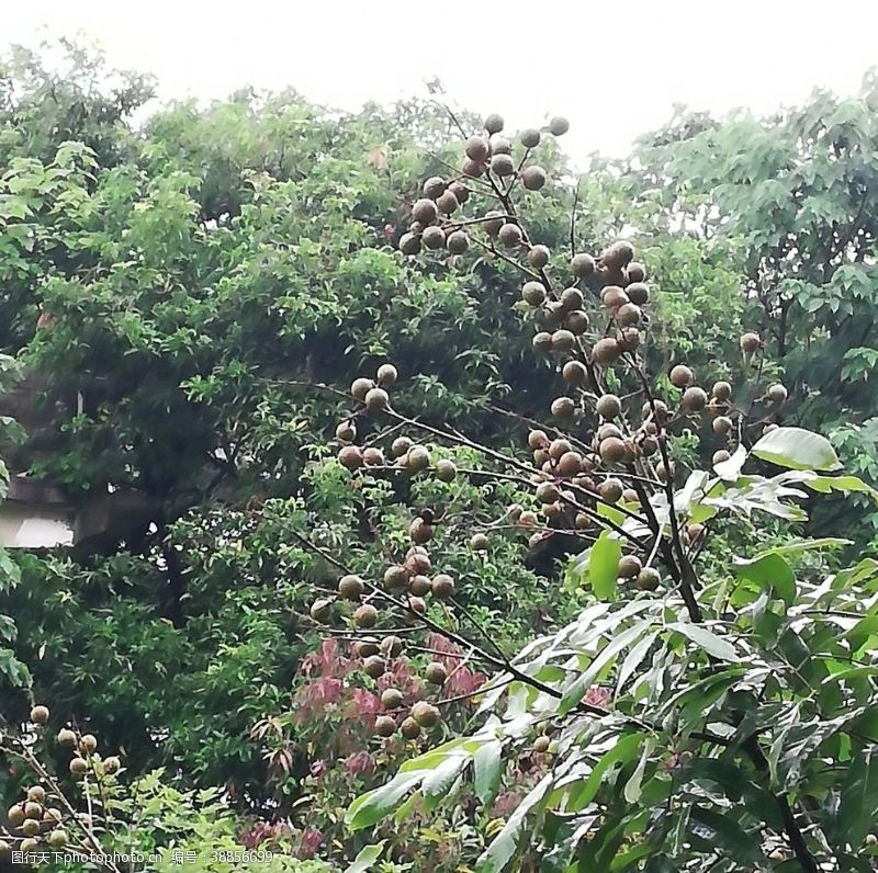 果岭桂圆果树