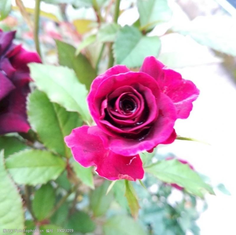 玫瑰花苞含苞的玫瑰花图片