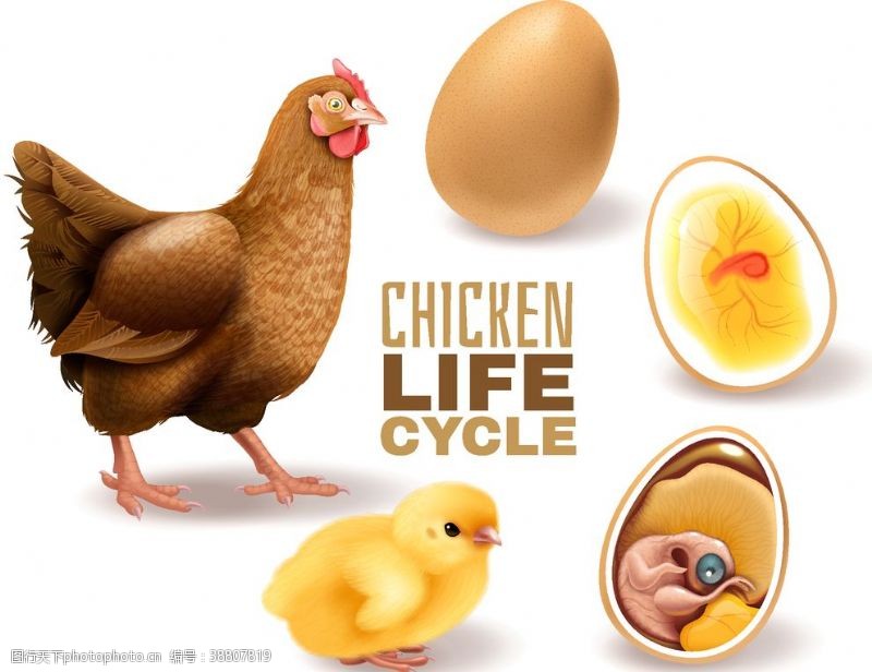 雄鸡鸡蛋孵化小鸡过程图片