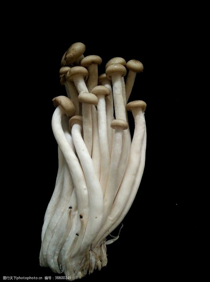 菇类蘑菇蟹味菇食用菌菜品