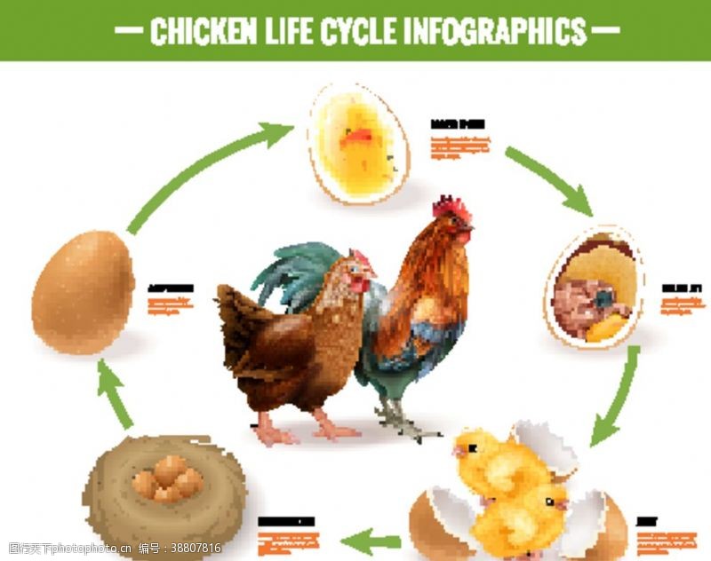 雄鸡母鸡孵化小鸡的过程