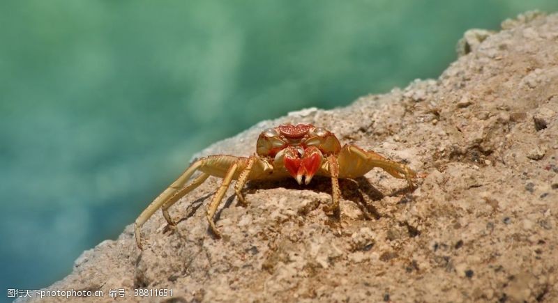 香辣蟹宣传螃蟹图片