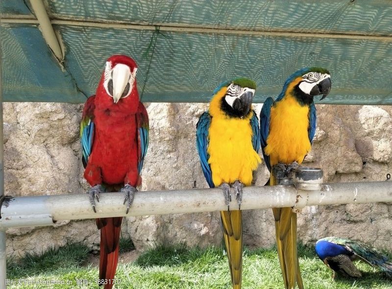 野生动物热带鸟类飞行五彩金刚鹦