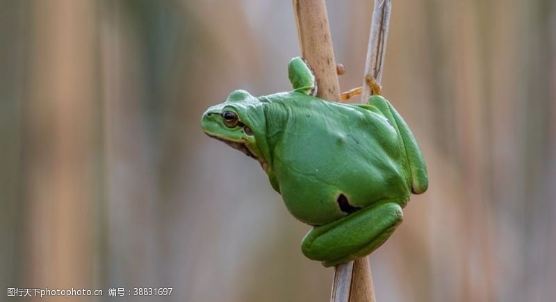 绿色青蛙树蛙
