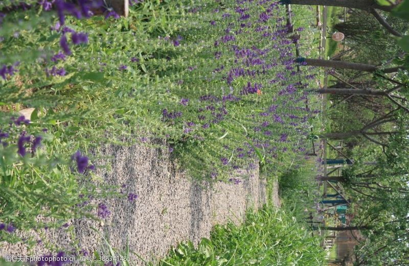 路径鼠尾草紫色