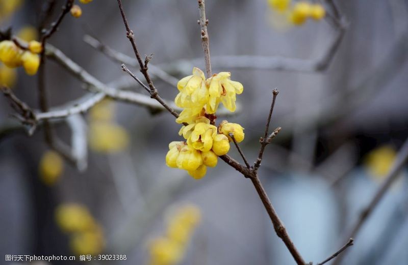 树枝微距迎春花图片