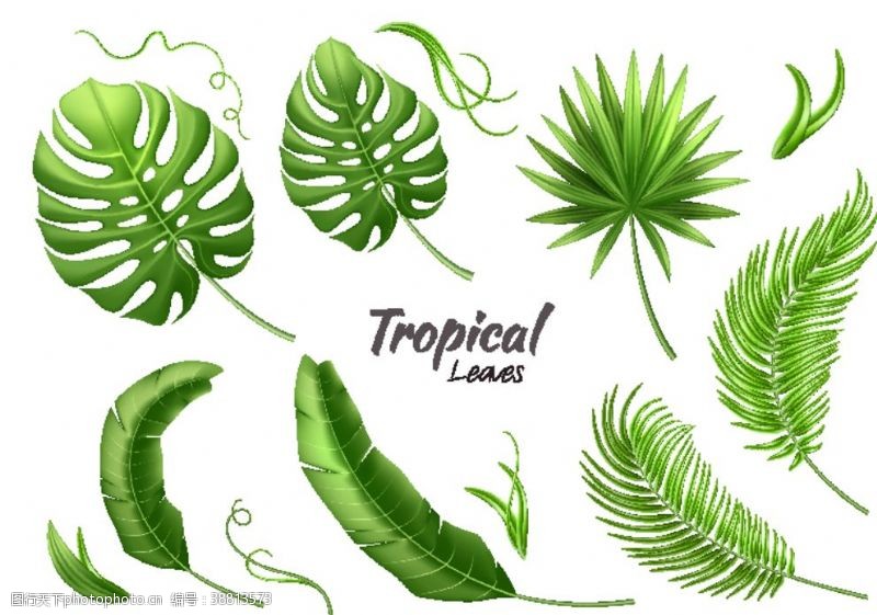 13款绿色热带植物树叶矢量素材