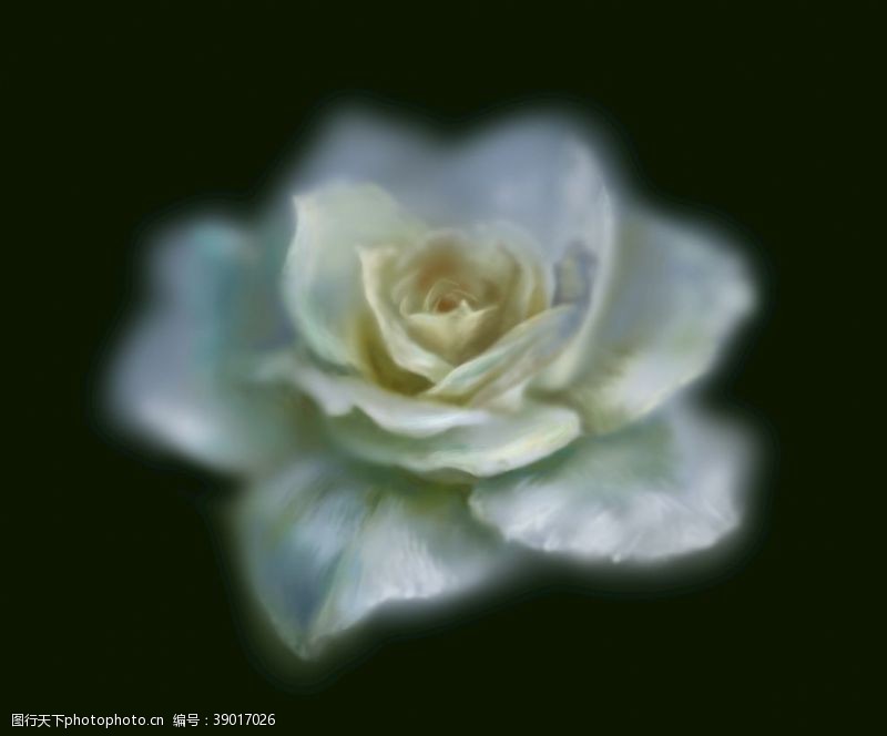妇女节礼品白玫瑰免抠油画手绘写实唯美朦胧图片