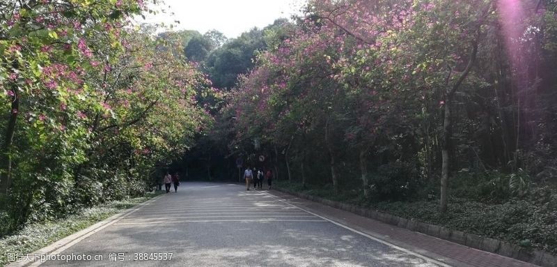 公里两边的紫荆花树林