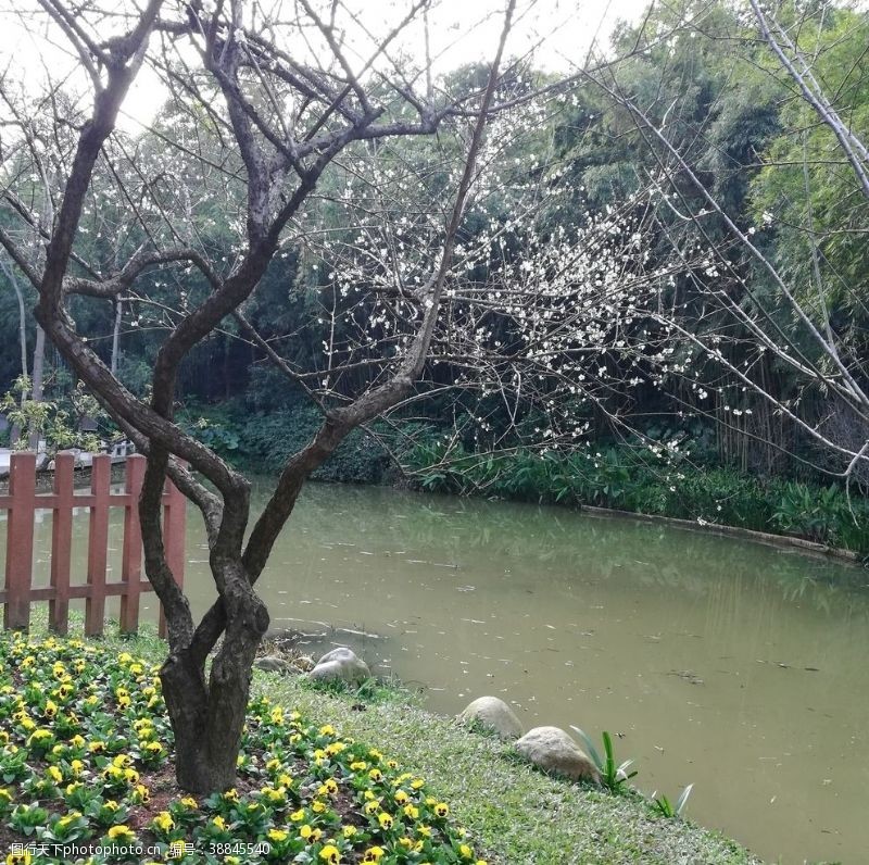 湖泊边的花朵湖边的梅花树