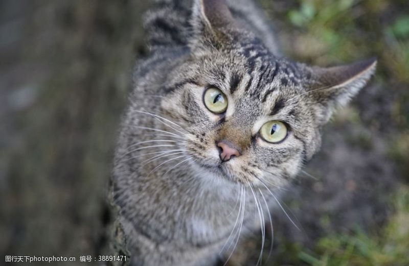 坐着的猫猫