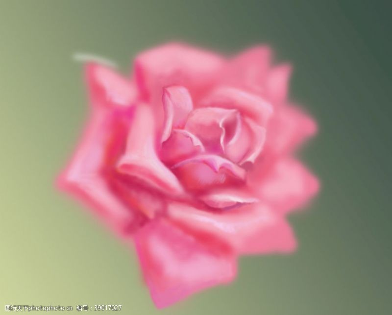 玫瑰花花茶玫瑰粉嫩爱情女人唯美朦胧花卉图片
